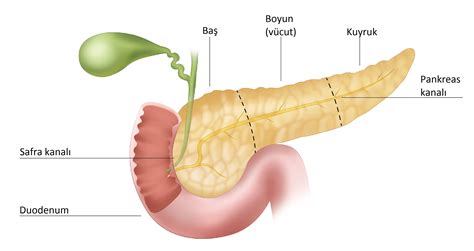 pankreas nasıl bir organdır